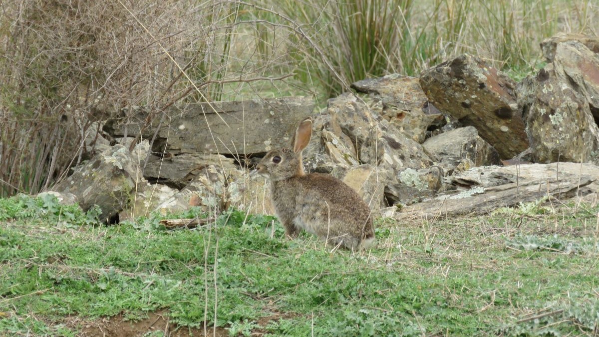 Conejo de monte (Oryctolagus cuniculus)